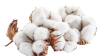 kisspng-cotton-fiber-candle-wick-agriculture-paper-cotton-transparent-file-png-names-5baa10d4713110.7420232515378720844636